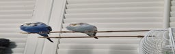Budgerigars birds for sale: 2 Talkative blue and white budgies - Advert 2