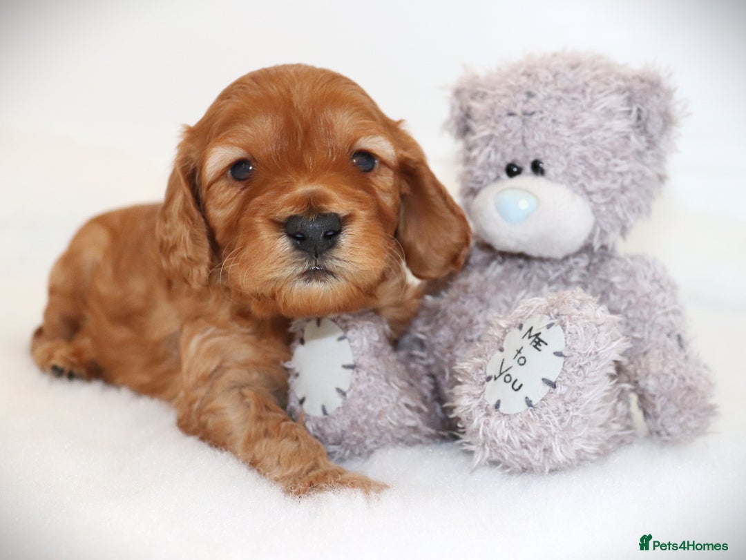 Cockapoo dogs for sale: Welcome to Cotswold Cavapoos and Cockapoos - Advert 15