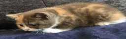 British Shorthair cats for sale: Stunning British Shorthaired GCCF Registered - Advert 17