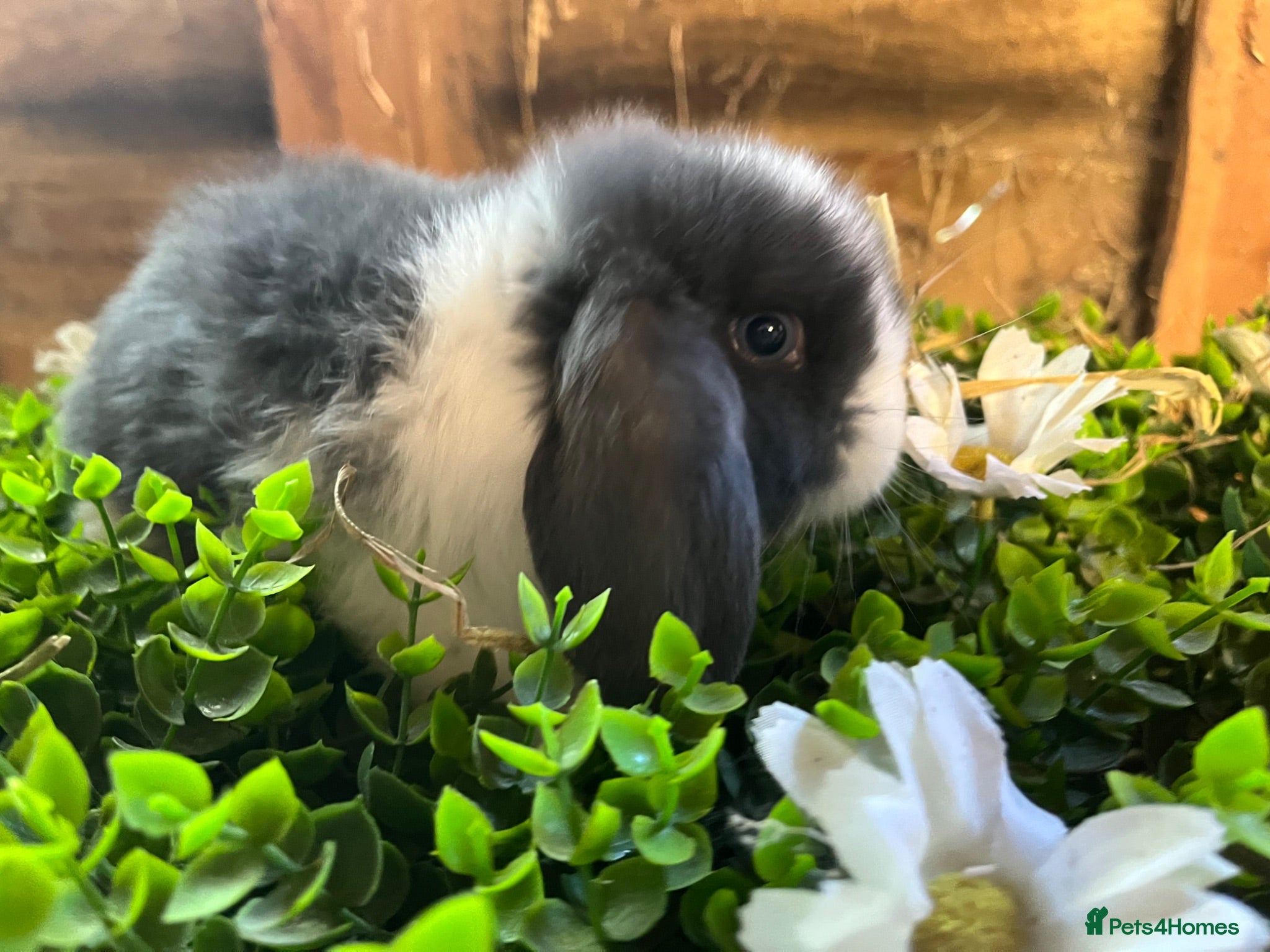 Mini Lop rabbits Gorgeous pure Mini lops and mini lion lops  - Advert 2