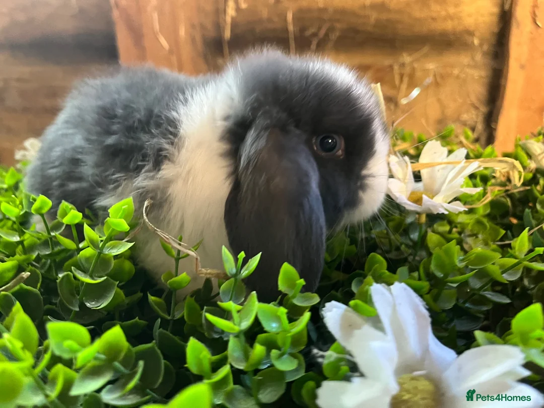 Mini Lop rabbits for sale: Gorgeous pure Mini lops and mini lion lops  - Advert 2