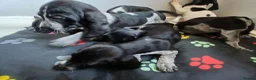 Mixed Breed dogs for sale: KC Basset Hound x KC German Shorthaired Pointer  - Advert 35