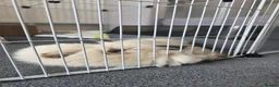 Ragdoll cats for sale: 2 adorable female sealpoint kittens - Advert 15