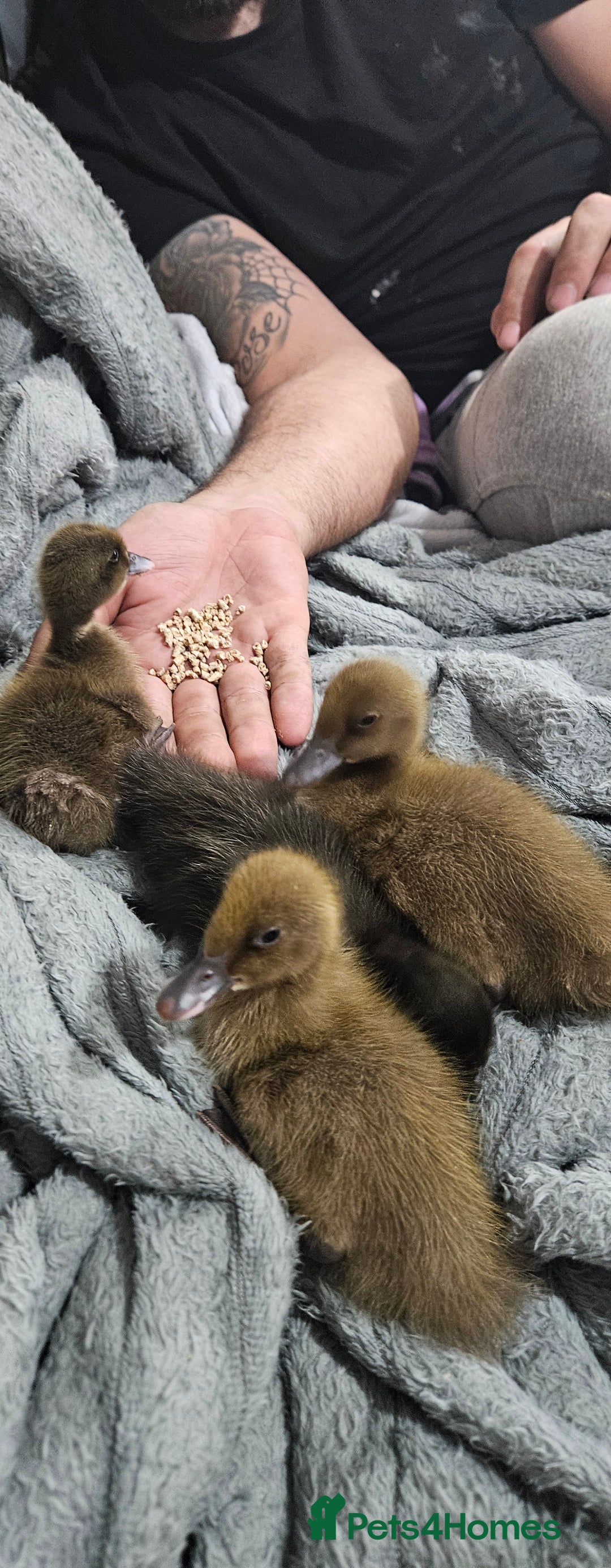 Ducks poultry for sale: 4 ducklings for sale - Advert 1