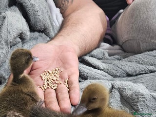 Ducks poultry 4 ducklings for sale - Advert 6