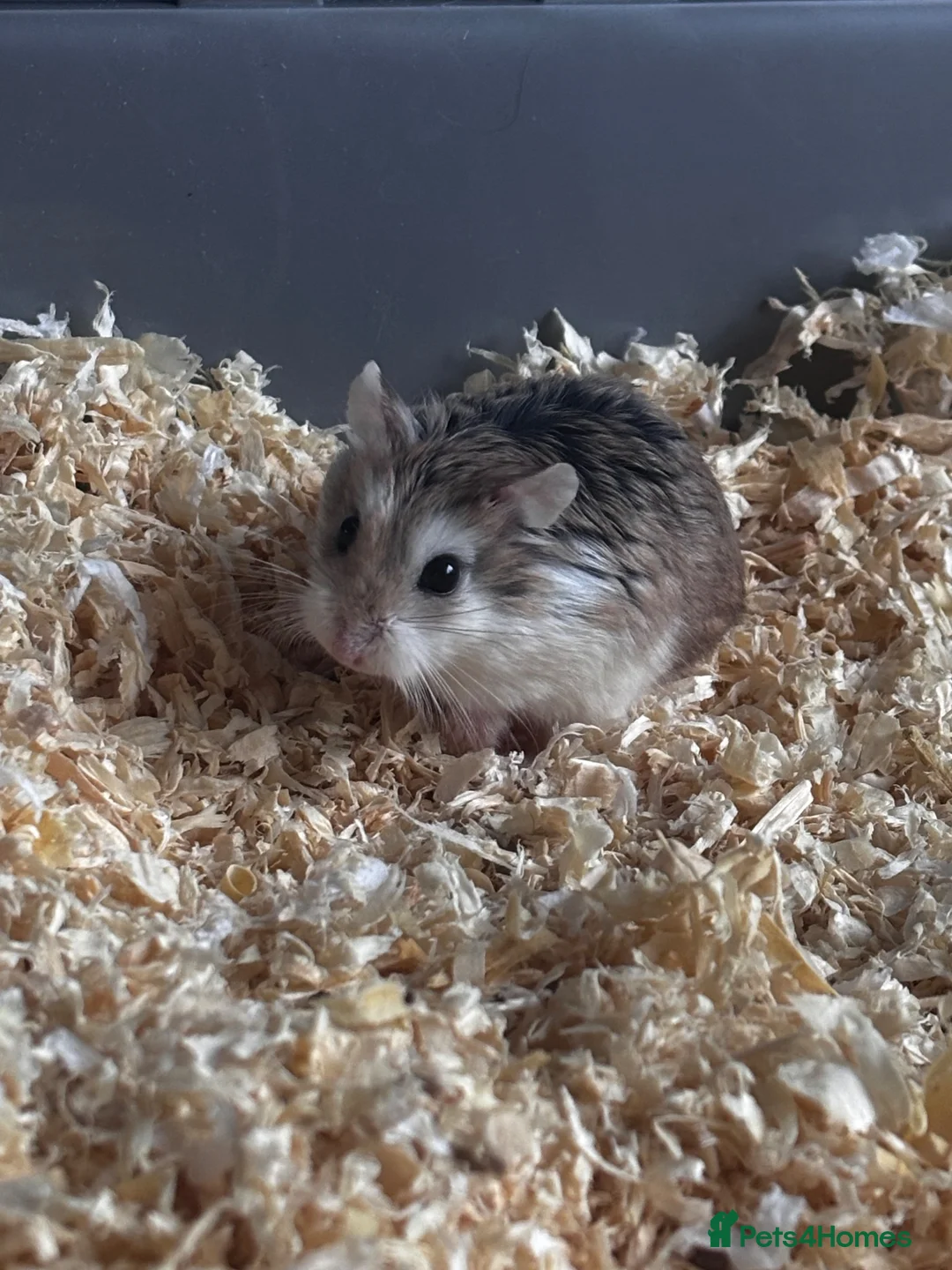 Hamster rodents for sale: Robovoski hamster and full setup in Northampton - Advert 1