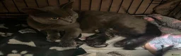 Mixed Breed cats for sale: Bsh mix girl - Advert 5