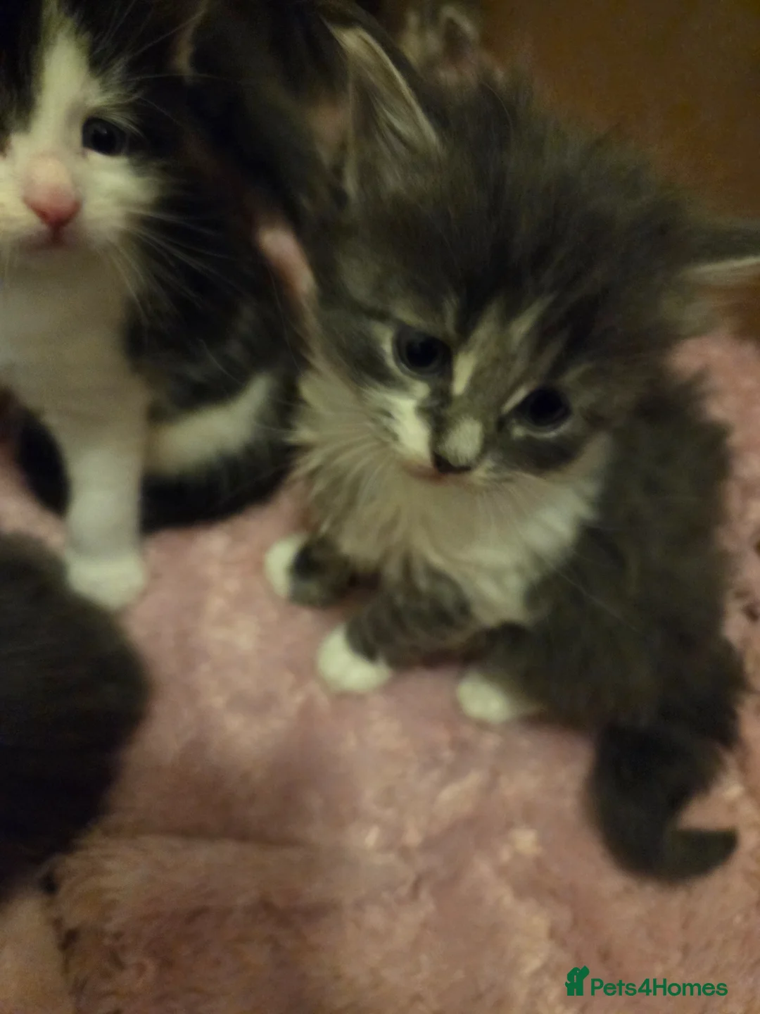 Maine Coon cats for sale: Maine cooin - Advert 1