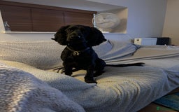 Cocker Spaniel dogs for sale: 4 year old Male Working Cocker Spaniel - Image 3