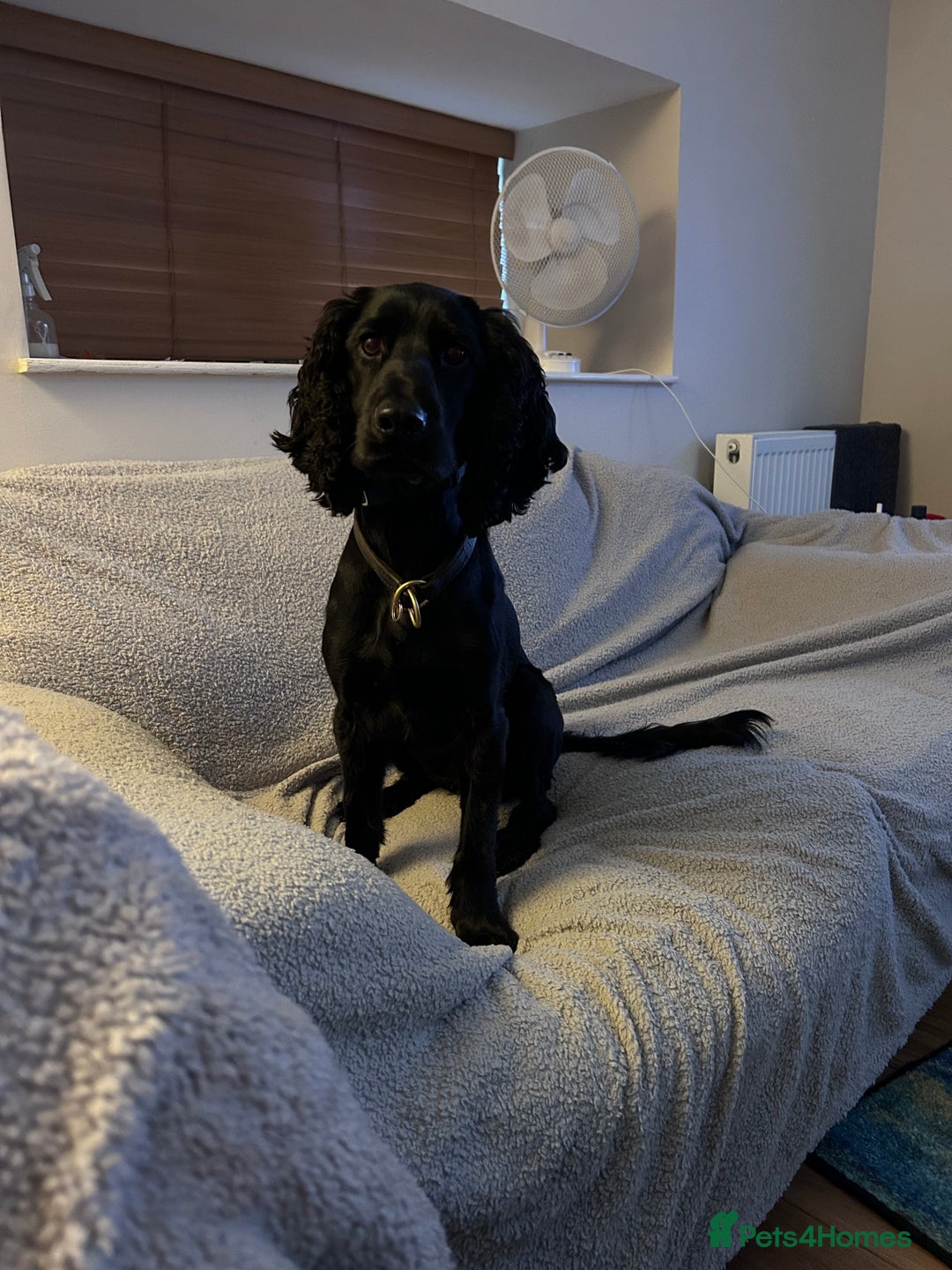 Cocker Spaniel dogs for sale: 4 year old Male Working Cocker Spaniel - Image 3