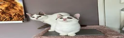 Munchkin cats for sale: Super short legs Munchkin kittens  - Advert 29