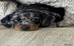 Miniature Dachshund dogs for sale: Silver dapple mini dachshund  - Image 1