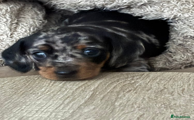 Miniature Dachshund dogs - Advert 1