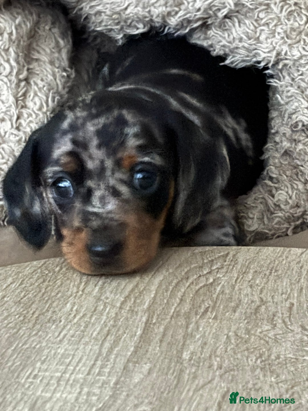 Miniature Dachshund dogs for sale: Silver dapple mini dachshund  - Image 1