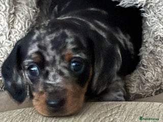 Miniature Dachshund dogs - Advert 10