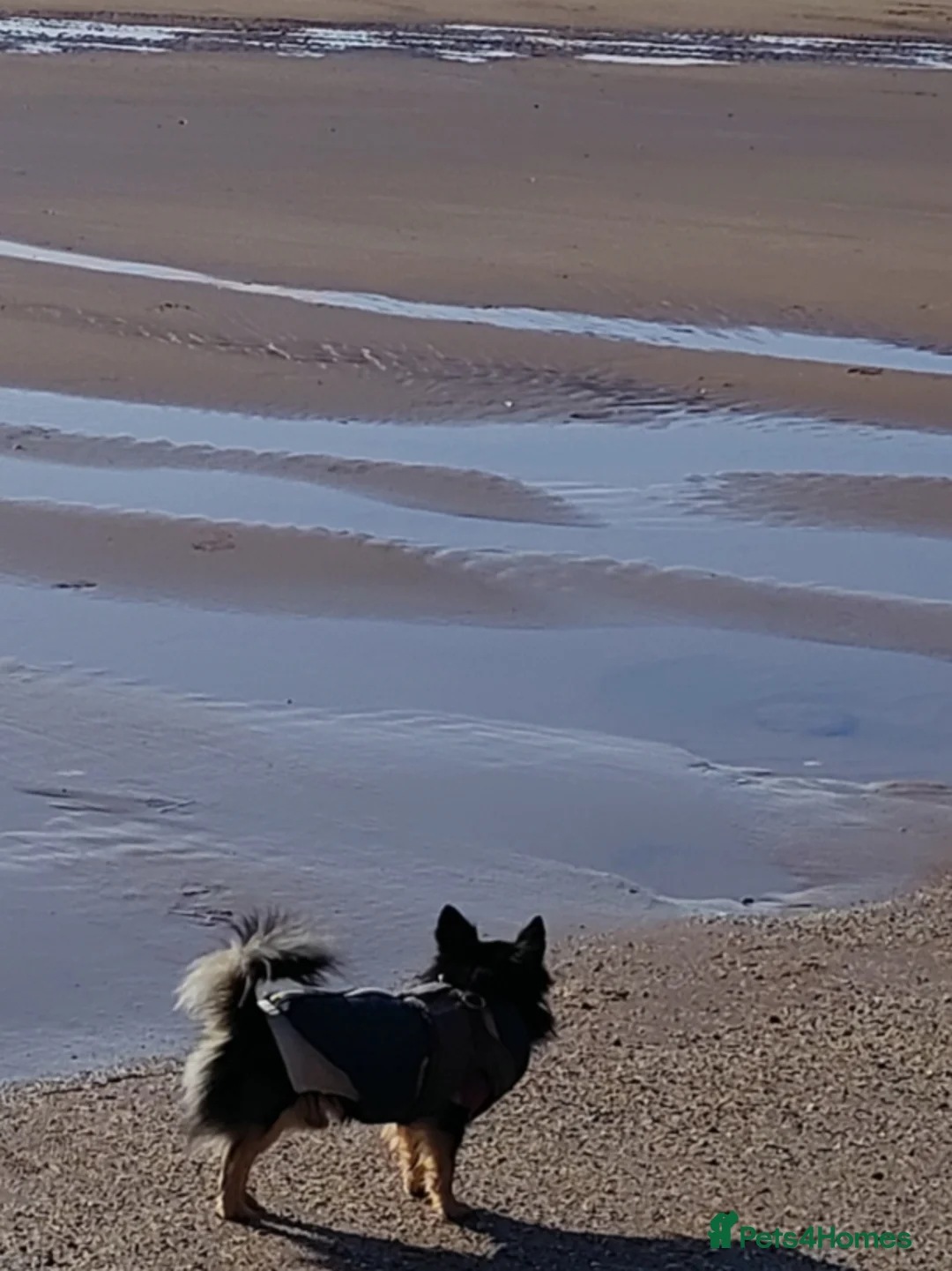 Chihuahua dogs for stud: Stud long haired Chihuahua  - Advert 14