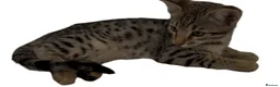 Bengal cats for sale: Stunning Snow Sepia Bengal x Savannah Kitten  - Advert 9