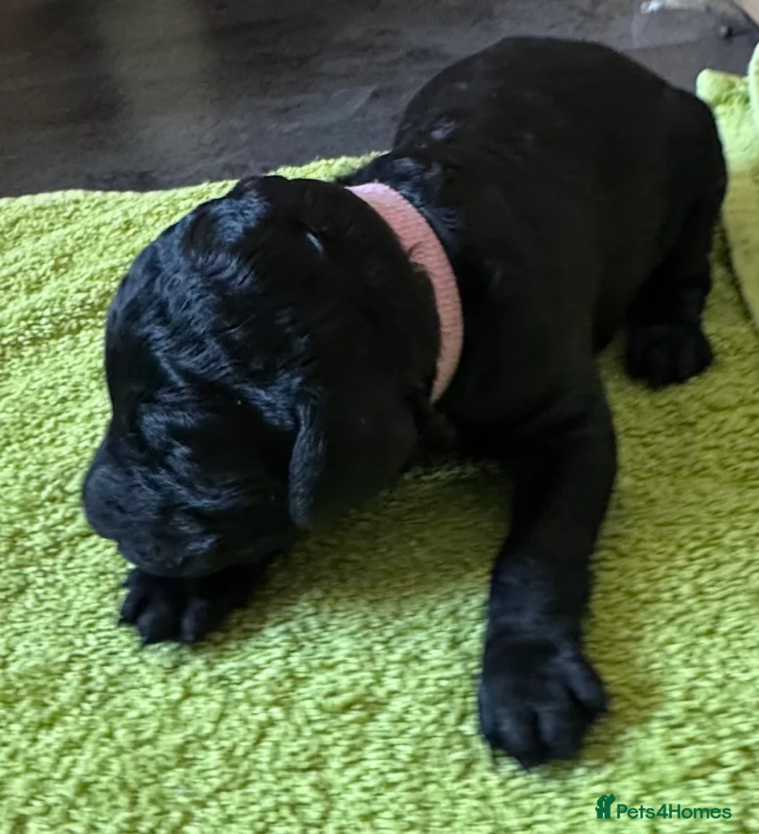 Standard Poodle dogs for sale: Reduced price£1800 Wonderful standard poodle pup’s - Advert 23