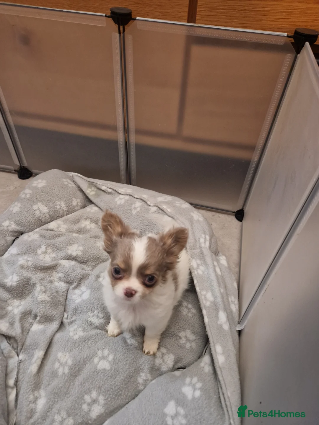 Chihuahua dogs for sale: Chihuahua puppy - Advert 1