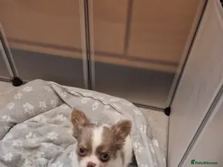 Chihuahua dogs Chihuahua puppy - Advert 1