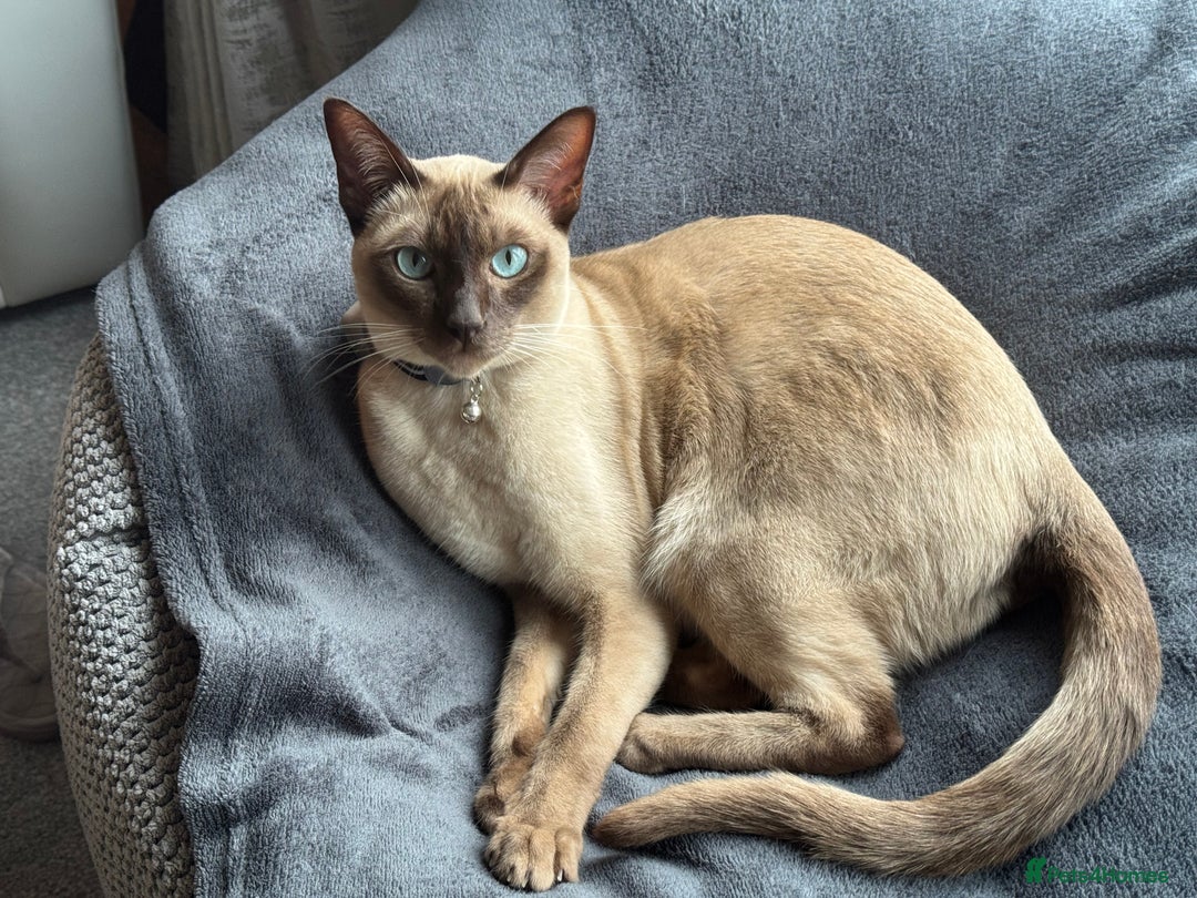 Tonkinese cats for sale: Male Tonkinese adult - Advert 5