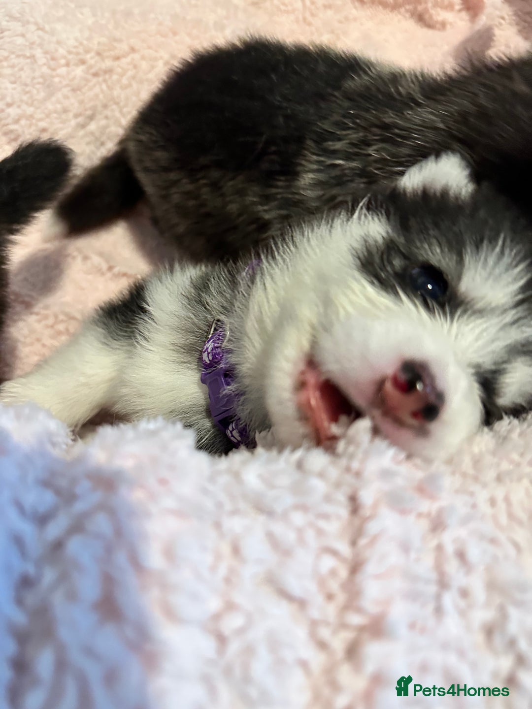Pomsky dogs for sale: F4 beautiful puppy pomskie blue eyes - Image 35