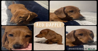 Miniature Dachshund dogs Ready to leave Miniature dachshunds cearphilly  - Advert 2