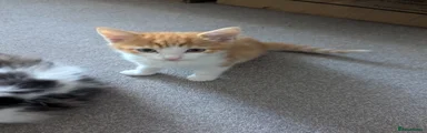 Domestic Shorthair  Ginger 