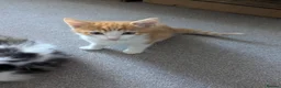 Domestic Shorthair cats for sale: Kittens looking for new home in Stafford - Advert 3