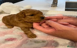 Maltipoo dogs for sale: We have six beautiful Malti-Poo’s - Image 14