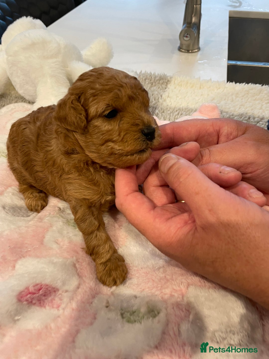 Maltipoo dogs for sale: We have six beautiful Malti-Poo’s - Image 14