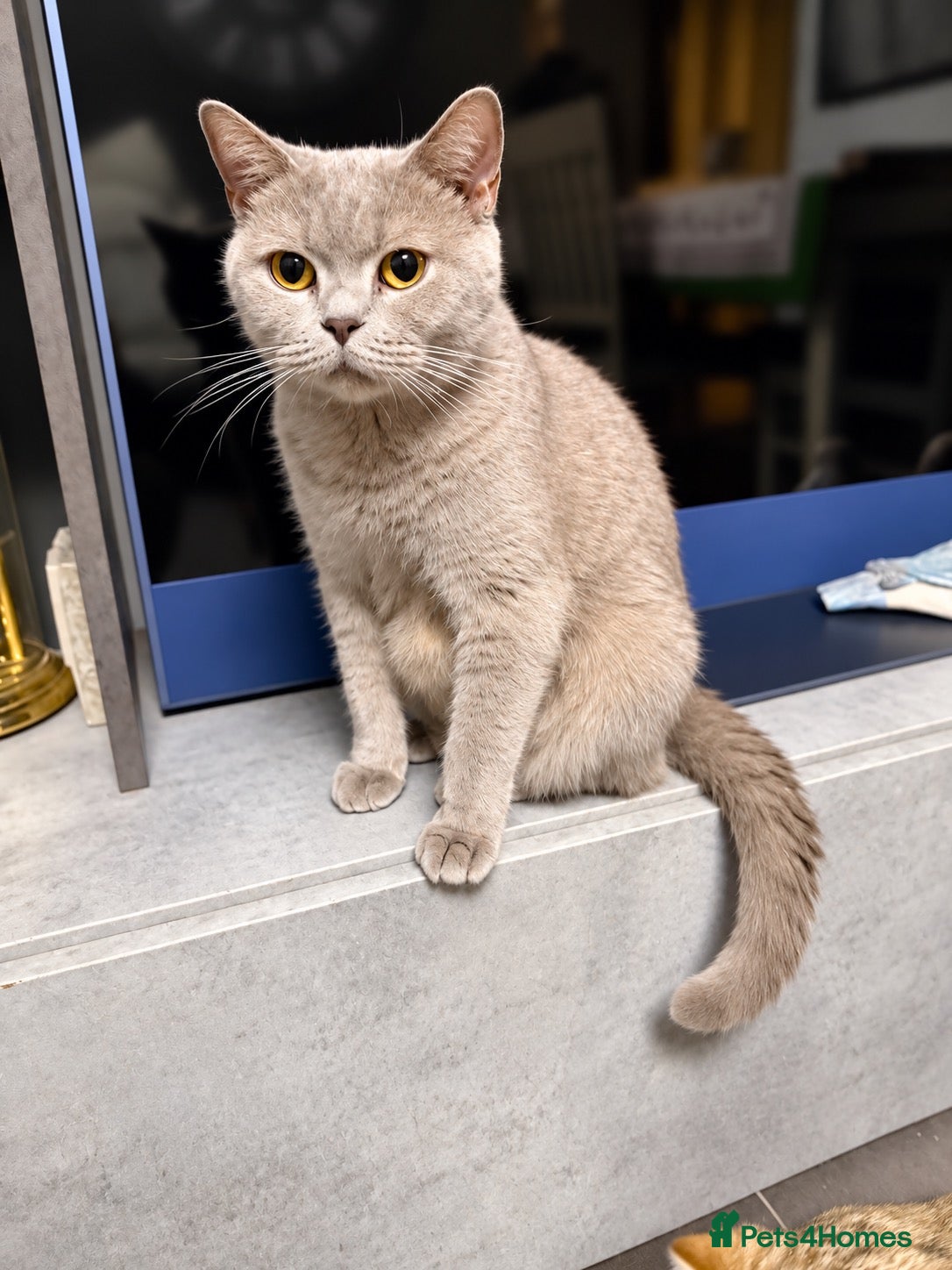 British Shorthair cats for sale: Beautiful queen active for sale - Advert 1
