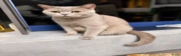 British Shorthair cats for sale: Beautiful queen active for sale - Advert 1