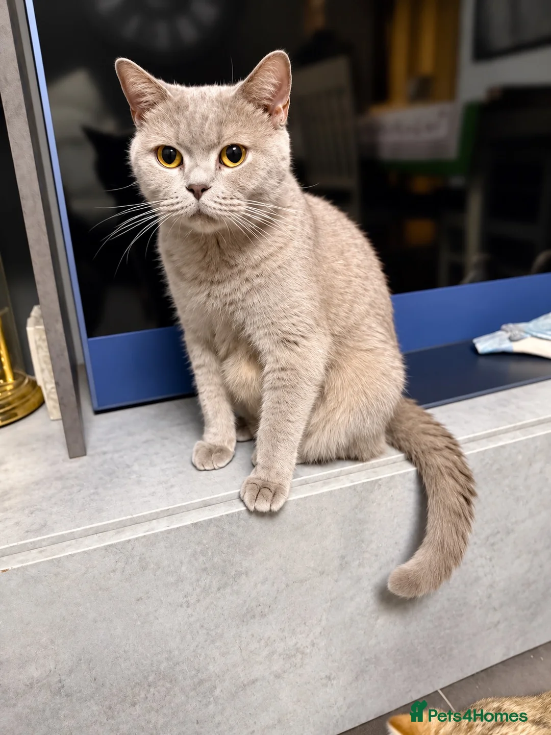 British Shorthair cats for sale: Beautiful queen active for sale - Advert 1