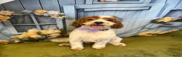 Cavapoo dogs for sale: Cavapoo F1b Puppies with Health Tested Parents - Advert 21