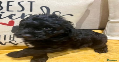 Cockapoo dogs - Advert 14