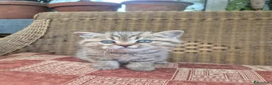 British Shorthair 1