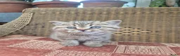British Shorthair cats for sale: 💙ABSOLUTELY STUNNING BRITISH SHORTHAIR BOYS💙 - Advert 1