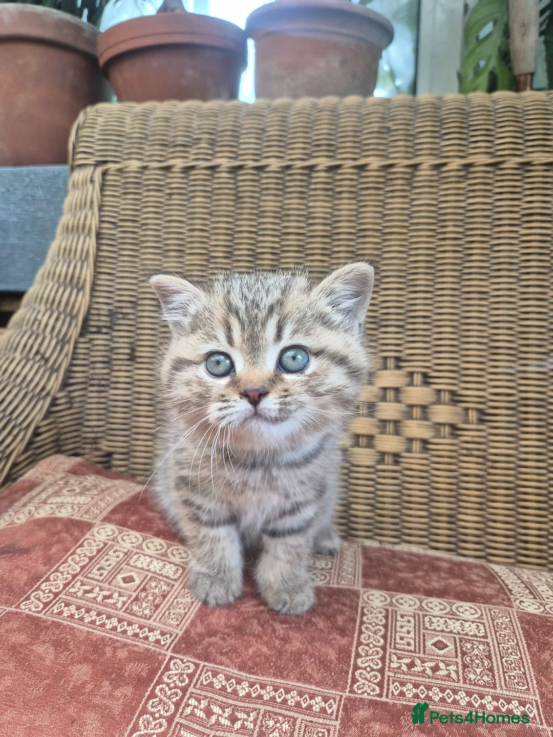 British Shorthair cats for sale: 💙ABSOLUTELY STUNNING BRITISH SHORTHAIR BOYS💙 - Advert 1