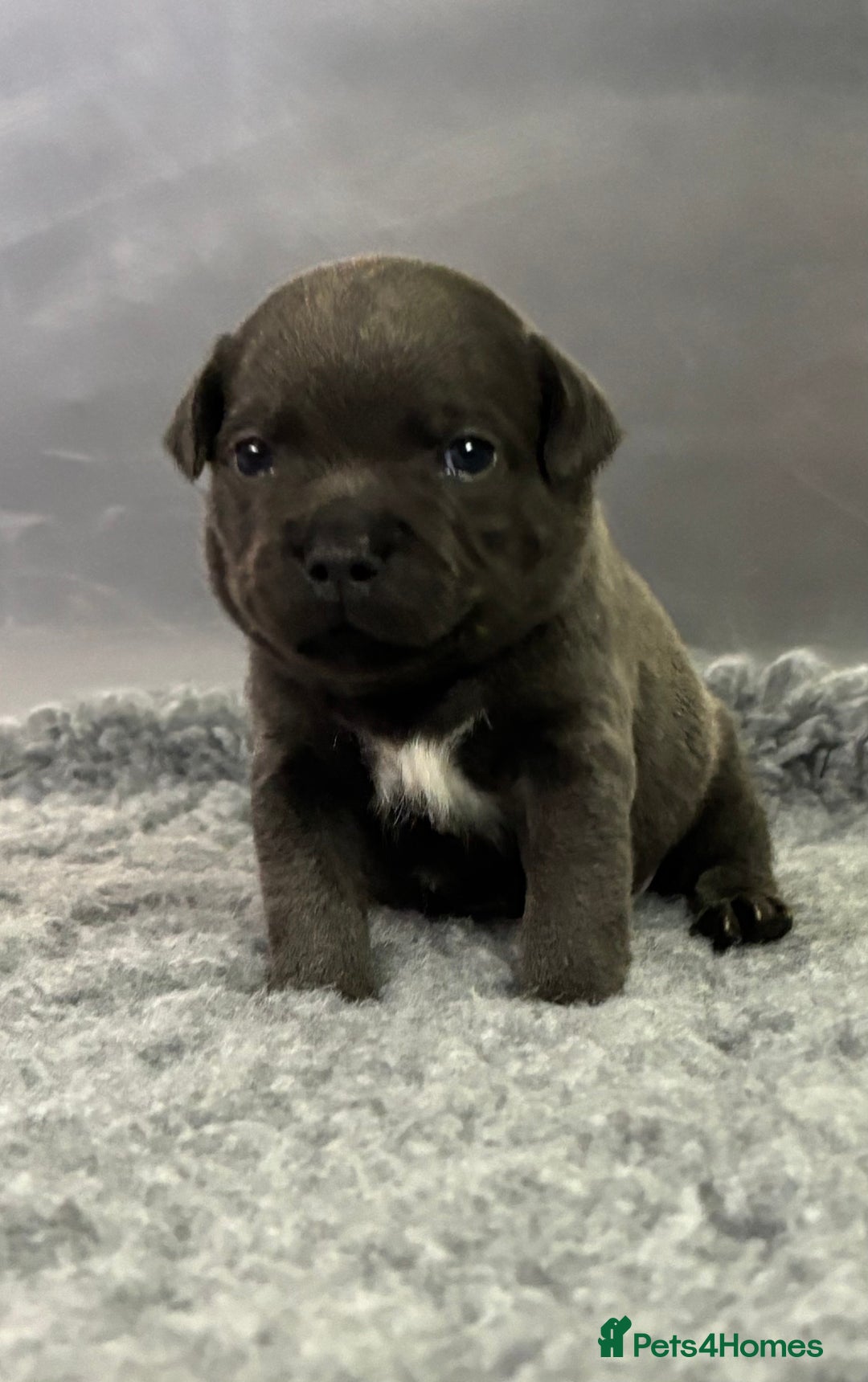 Staffordshire Bull Terrier dogs for sale: Paws Above The Rest  - Image 16
