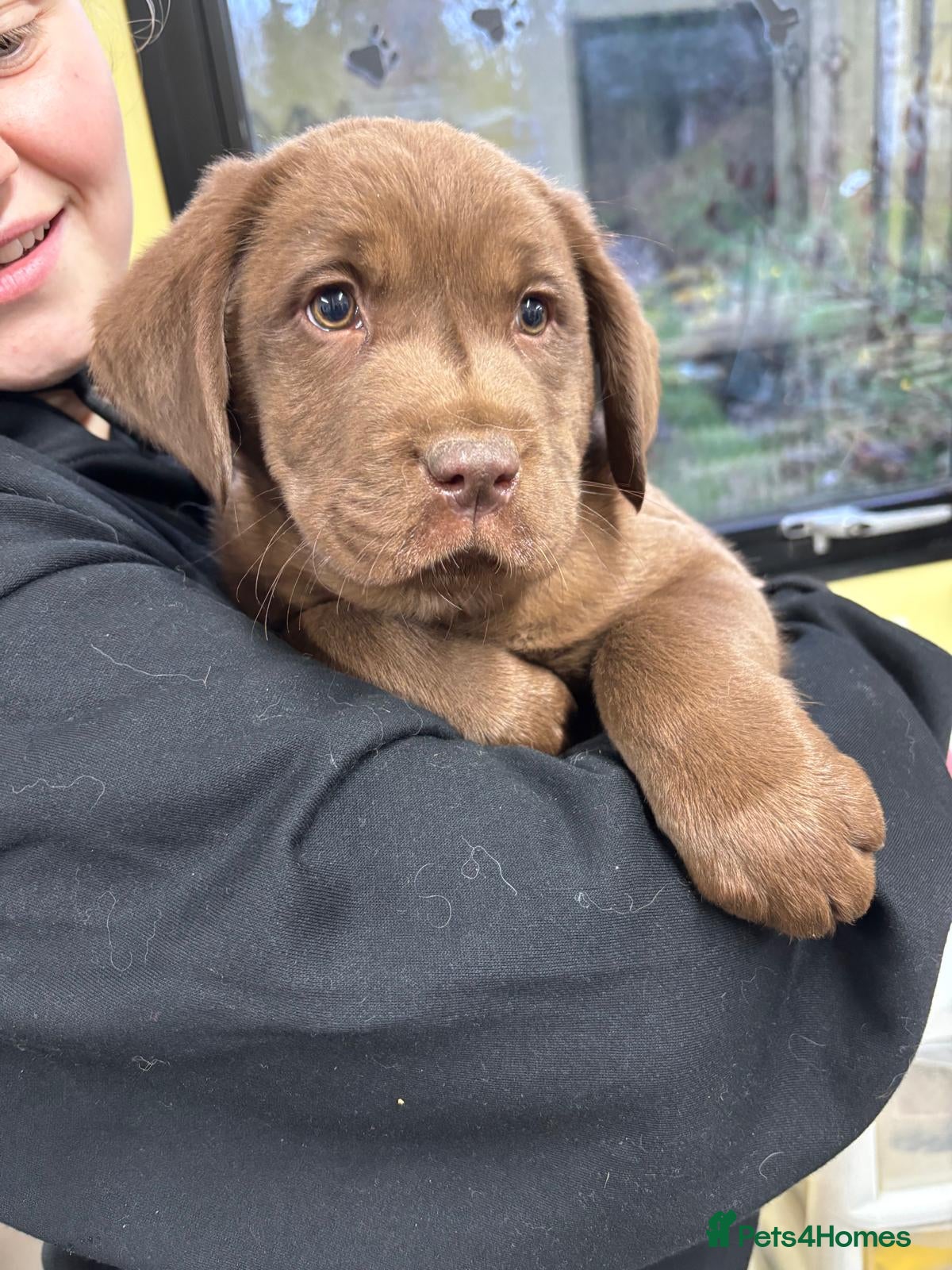 Labrador Retriever dogs 13 REALLY BEAUTIFUL LABRADOR PUPPIES  - Advert 6