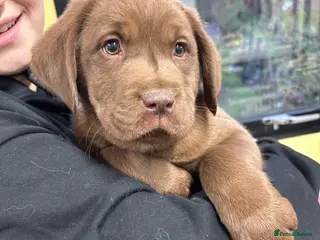 Labrador Retriever dogs 13 REALLY BEAUTIFUL LABRADOR PUPPIES - Advert 6