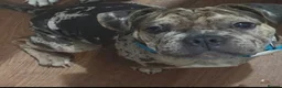 Mixed Breed dogs for sale: Frugs - Advert 2