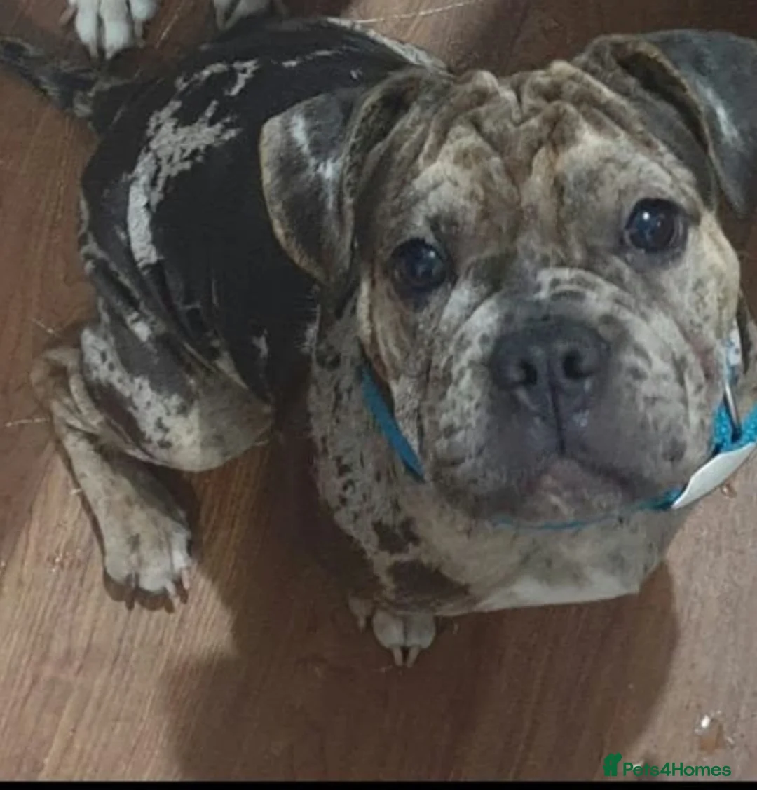 Mixed Breed dogs for sale: Frugs - Advert 2