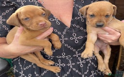 Dobermann dogs for sale: Doberman puppies for sale - Image 9