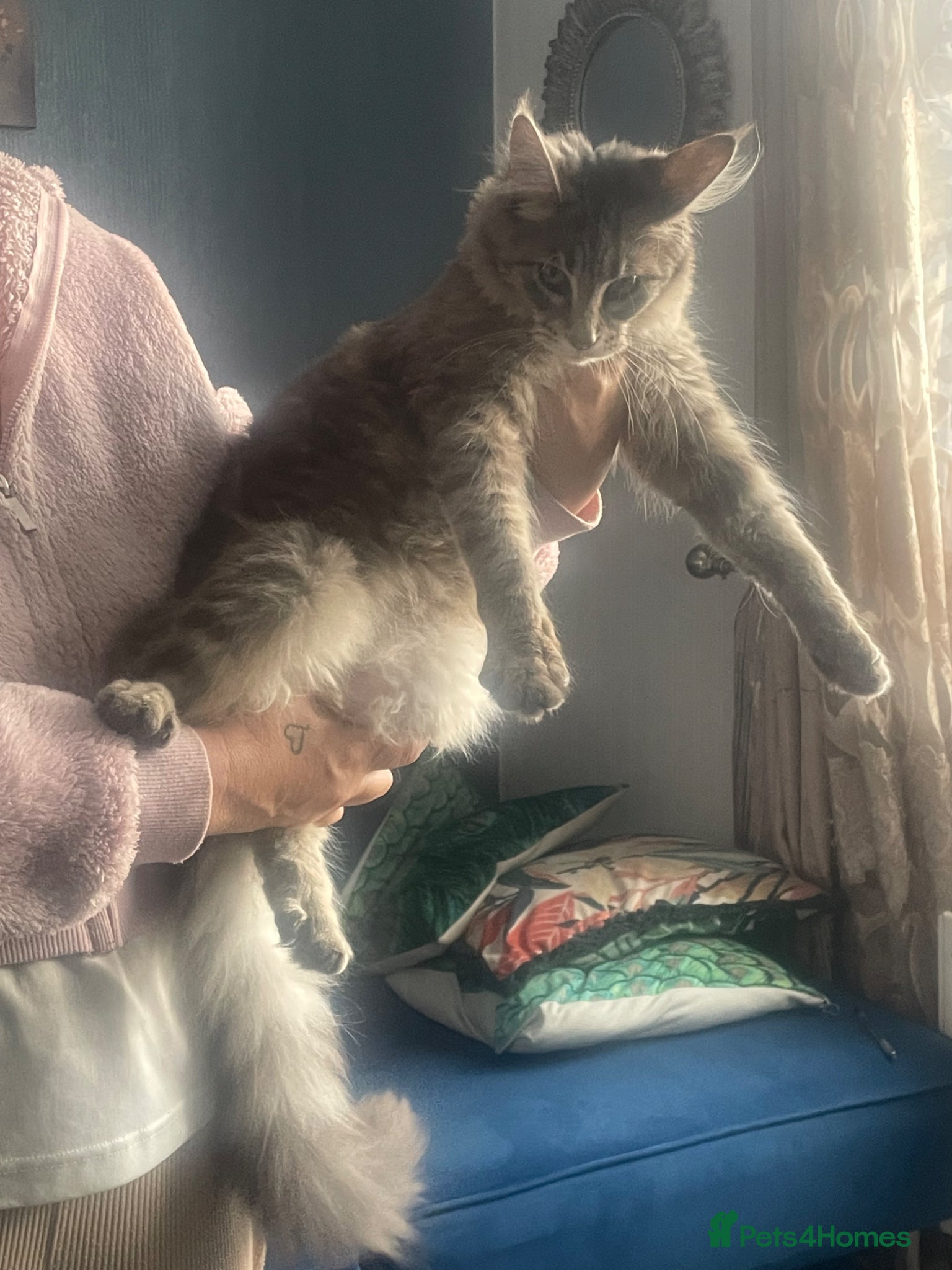 Maine Coon cats  3 beautiful pedigree Maine coon kittens  - Advert 1
