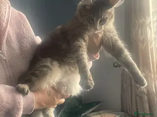 Maine Coon cats 3 beautiful pedigree Maine coon kittens - Advert 1