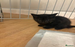 Mixed Breed cats for sale: beautiful kittens for sale - Image 11