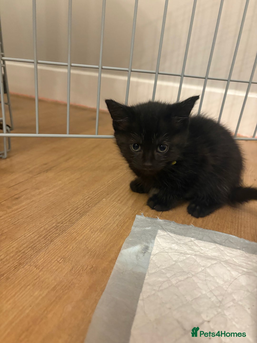 Mixed Breed cats for sale: beautiful kittens for sale - Image 11