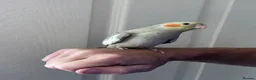 Cockatiels birds for sale: Baby hand tame cockatiel  - Advert 12